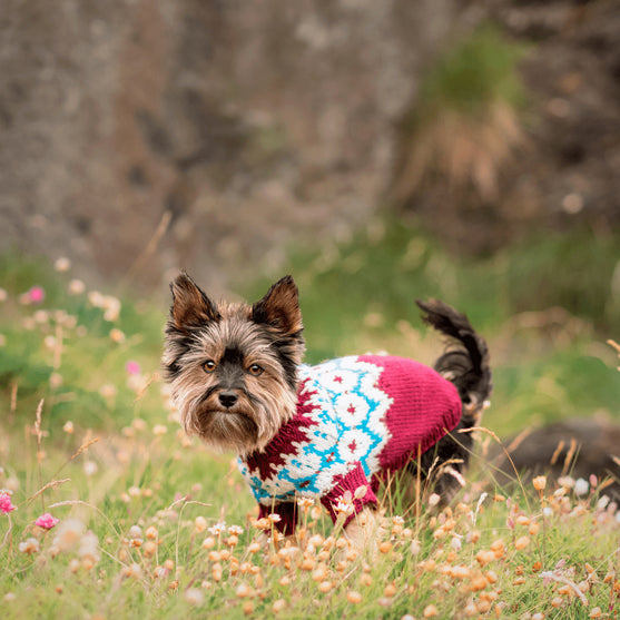 Yorkshire Terrier - Hundepullover
4