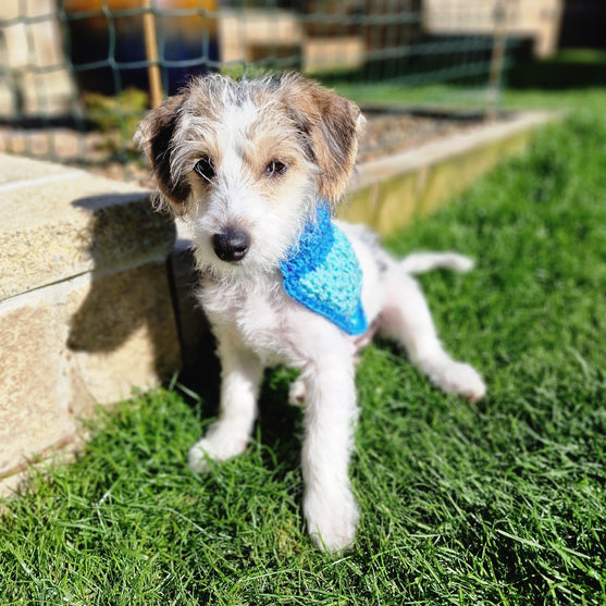 Alfie - Bandana & Passender Kotbeutelhalter
3