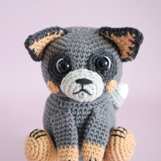 Buddy der australische Schäferhund
2