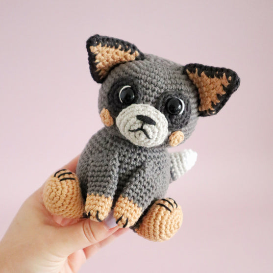 Buddy der australische Schäferhund
3