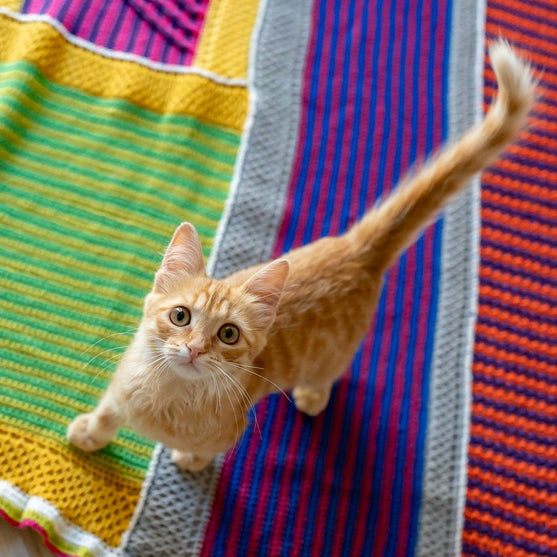 Sunlit Seaside - Decke
9