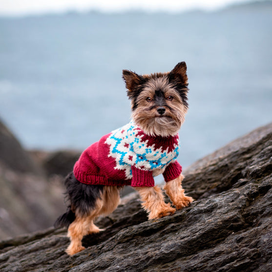 Yorkshire Terrier - Hundepullover
1