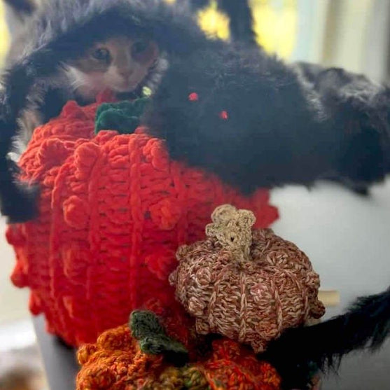 Bobble Pumpkins - Dekoration
7