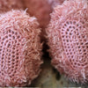 

Teddy mit Decke und Kissen - Trunte
5
