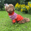 

Bichon Havanais - Hundepullover
1