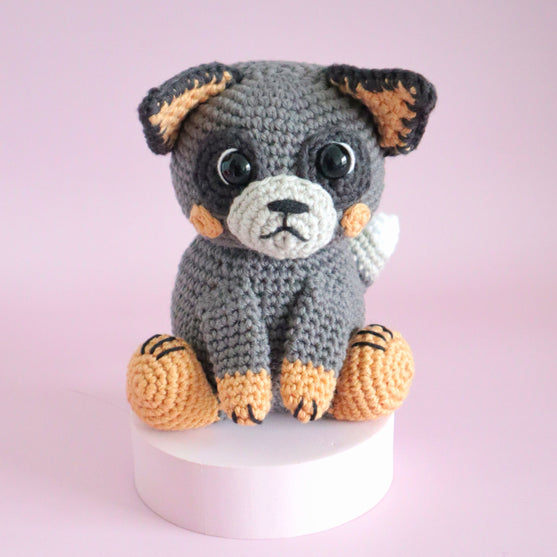 

Buddy der australische Schäferhund
5