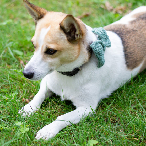 

Wow Bow - Hundefliege
3