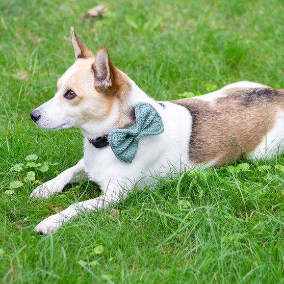 

Wow Bow - Hundefliege
2